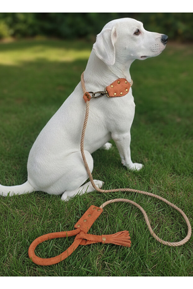 حزام وطوق للكلاب منتج واحد بقطر 6 سم من حبل الخيزران