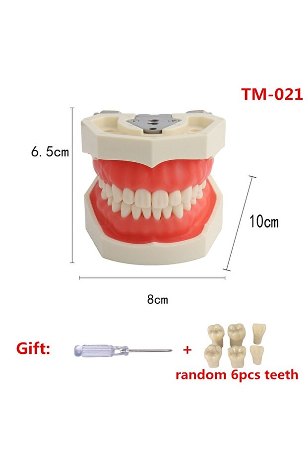 28teeth Model TM-021 Dental Practice Model Teeth Model For Dental Technician Students Training Study