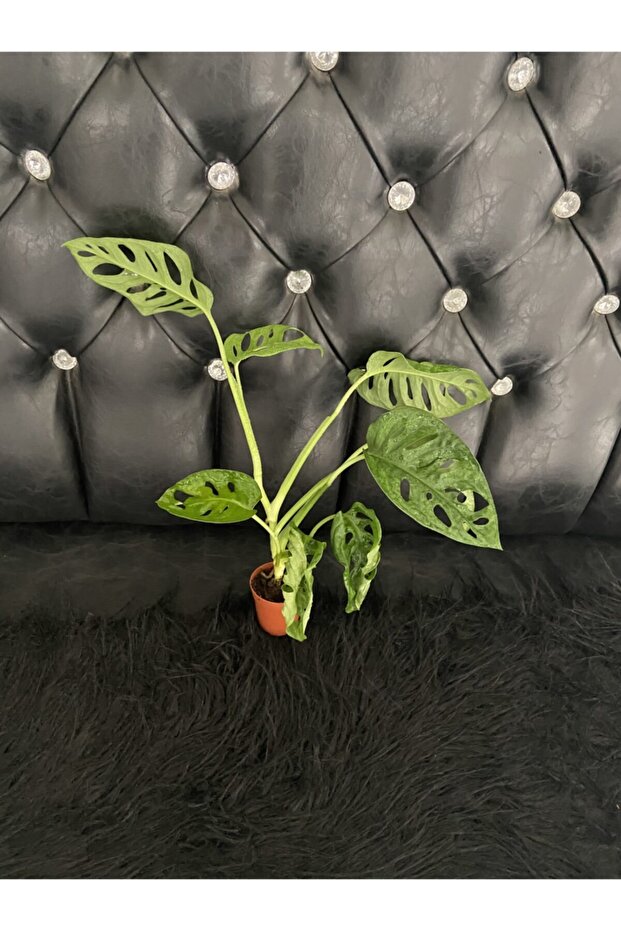 Canlı Deve Tabanı ( Monstera Monkey ) - 1