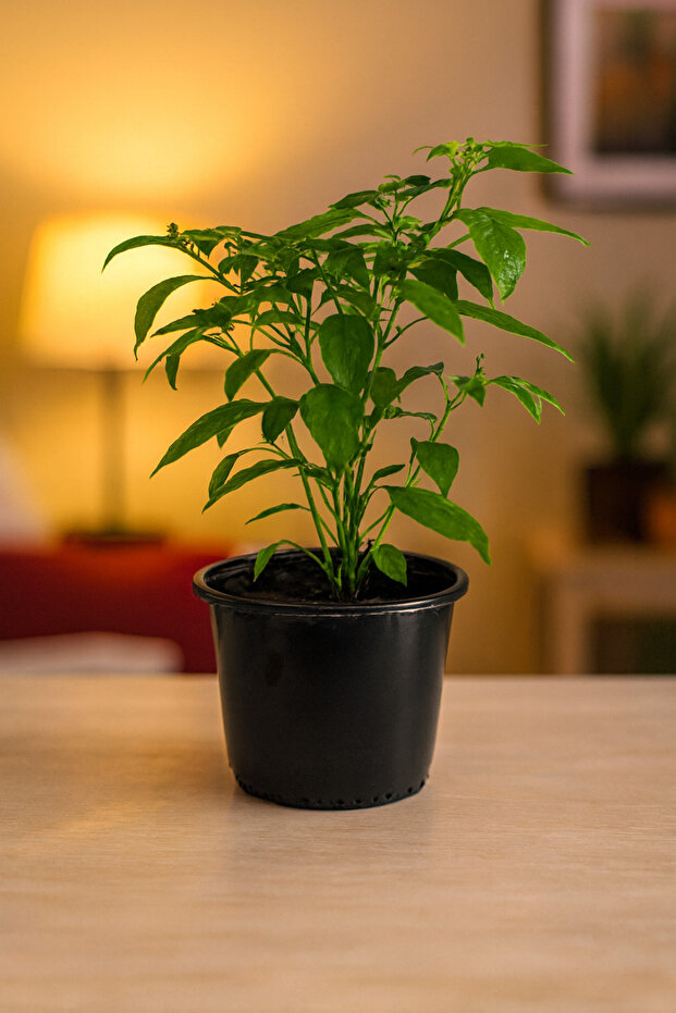 Green Chili Plant 20-30 CM