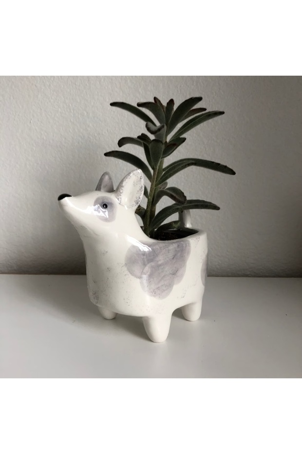 Köpek Saksılık - 4