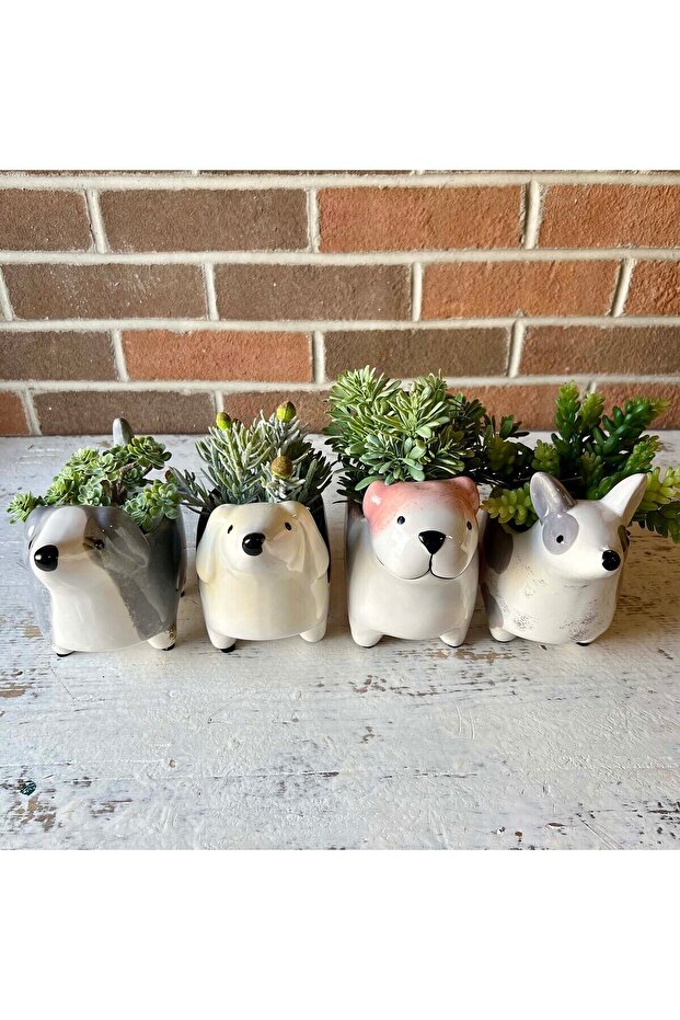 Köpek Saksılık - 5