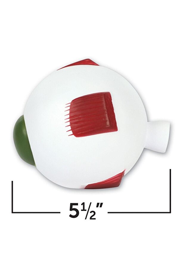 Section model - Eye - 4