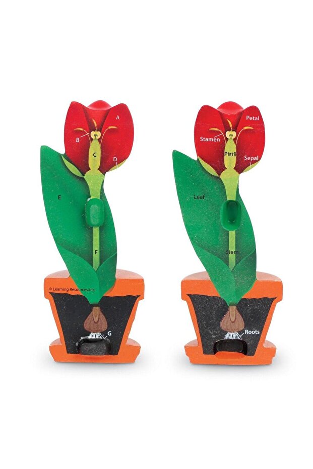 Flower section model - 2