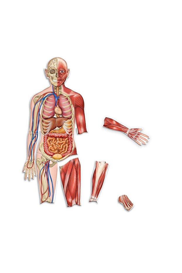 Human body - magnetic set - 2