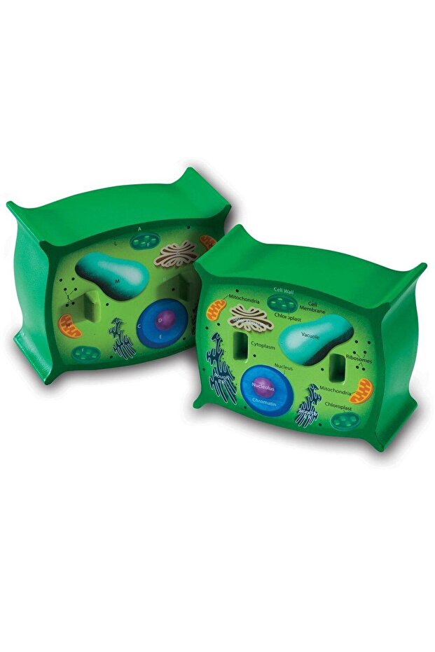 Plant cell section - 1