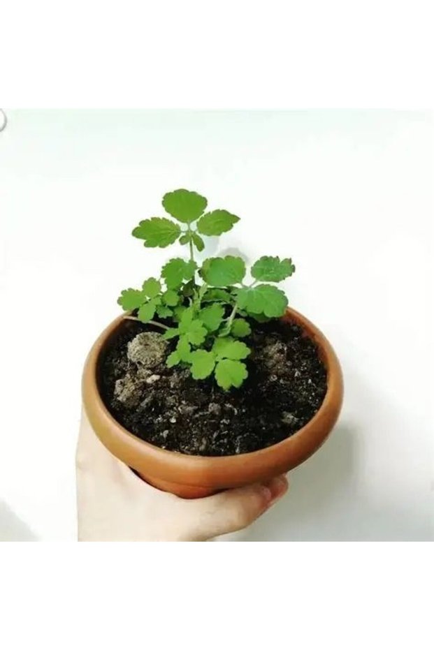 Kırlangıç Otu, Saksıda