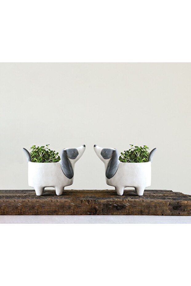 Köpek Saksılık - 6