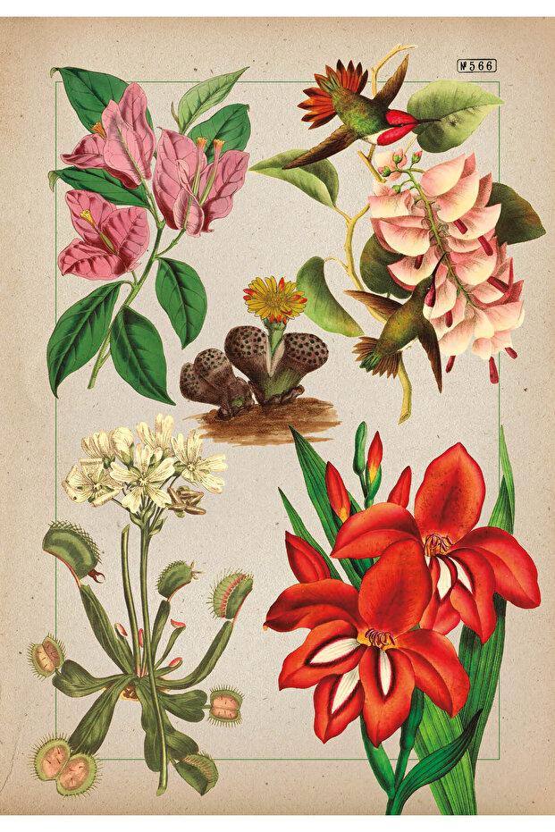 Illustrated botany - 7