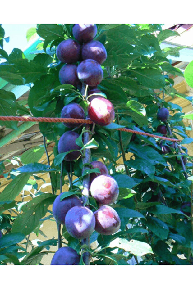 Soi de prun pitic columnar - 1