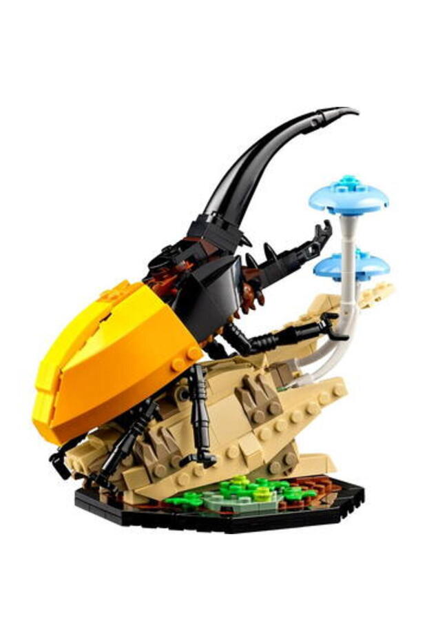 Colecție de insecte - 7