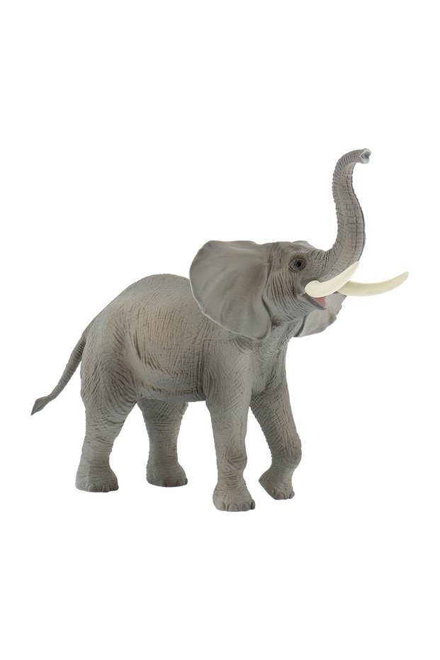 Elefant african