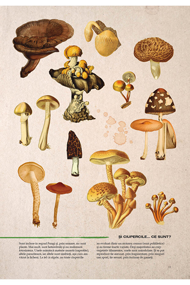 Illustrated botany - 4