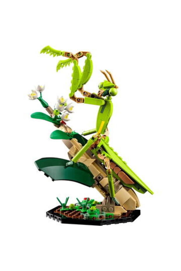 Colecție de insecte - 6