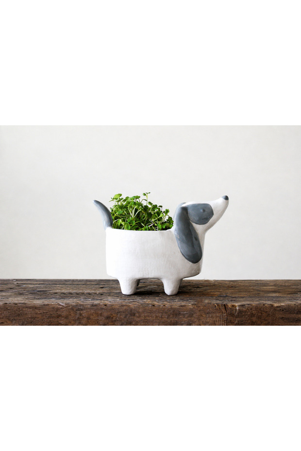 Köpek Saksılık - 3