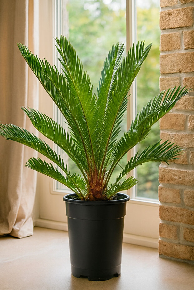 Cycas 50- 70 CM