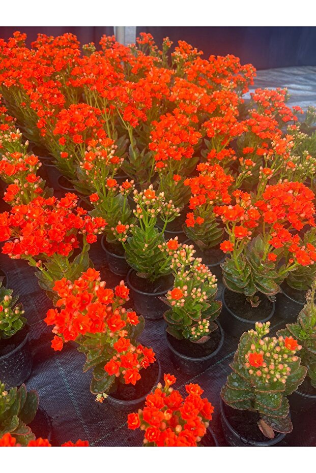 KALANCHOE TURUNCU - 2