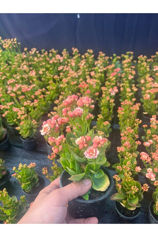 KALANCHOE PEMBE - 3