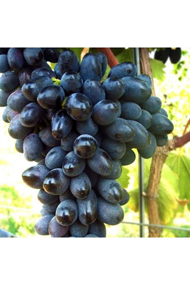 Codreanca grapevine - 1