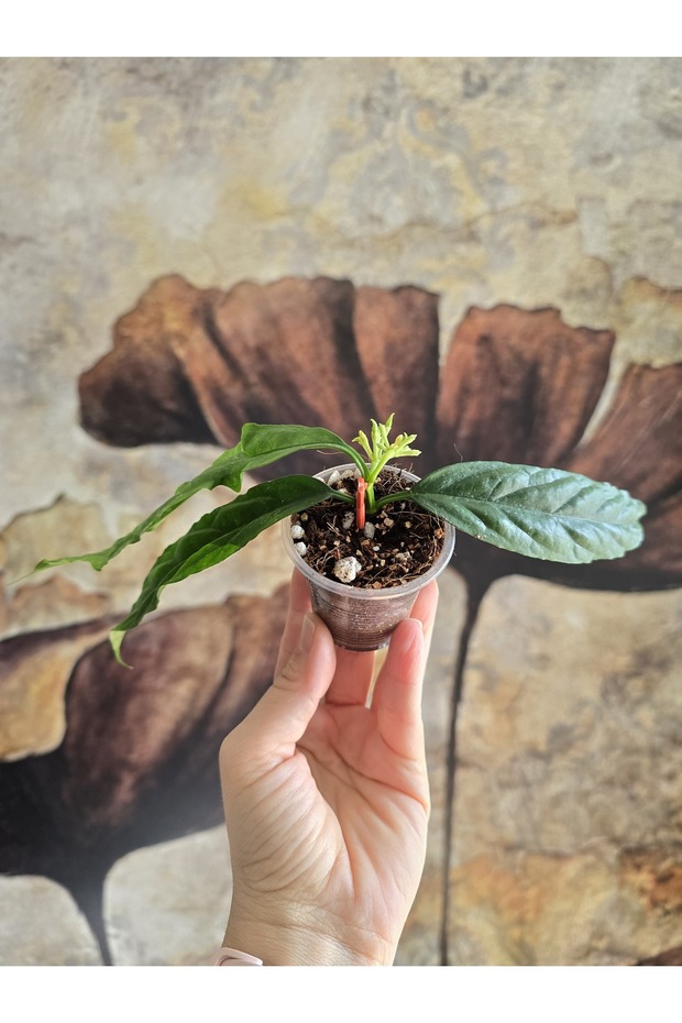 Hoya Decipulae Mum Çiçeği - 2