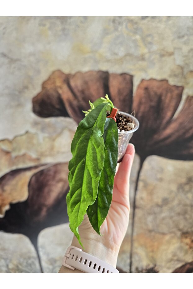 Hoya Decipulae Mum Çiçeği - 4