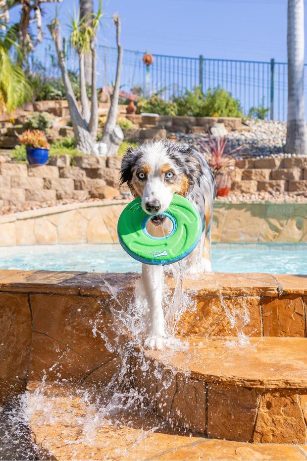 ! زيتفلايت فريزيبي - 7