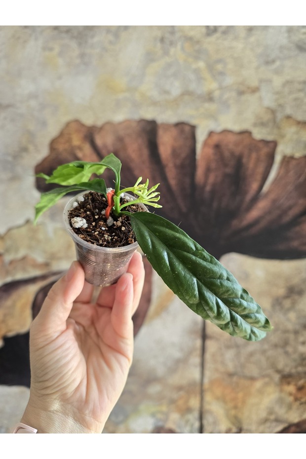 Hoya Decipulae Mum Çiçeği - 3