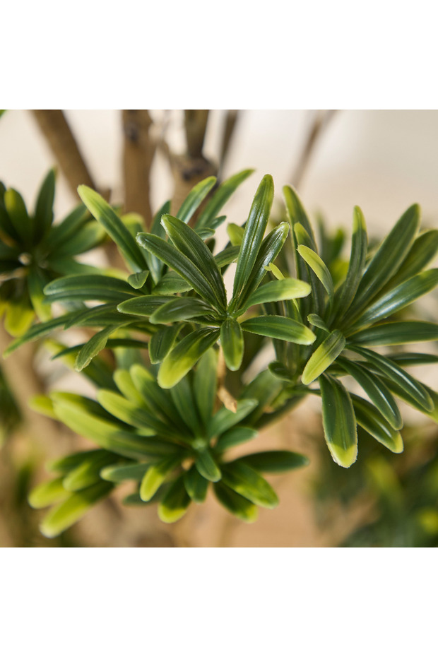 شجرة بودوكاربوس اصطناعية من تيودورا - 100 سم - 3