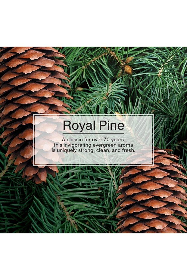 LITTLE TREES PINE 3 PACK - 3