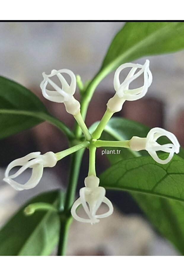 Hoya Decipulae Mum Çiçeği - 1