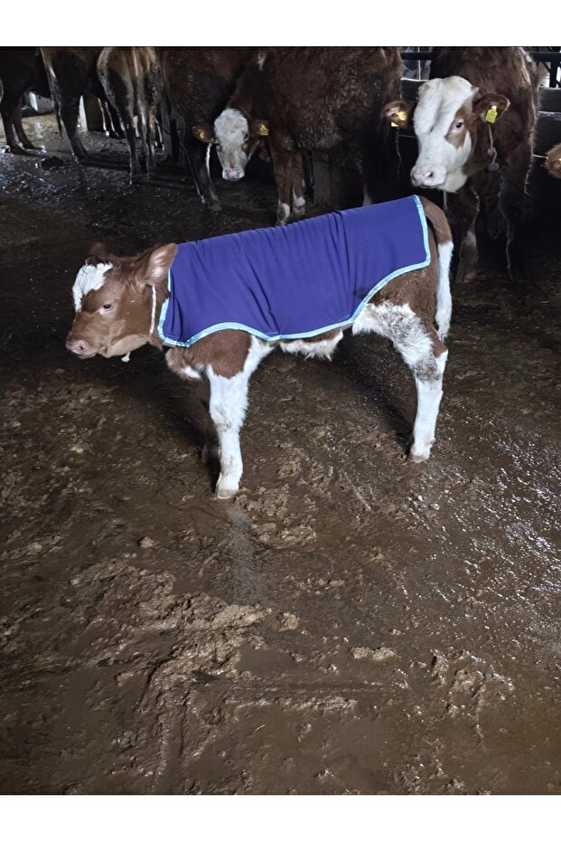 Buzağı battaniye - 1