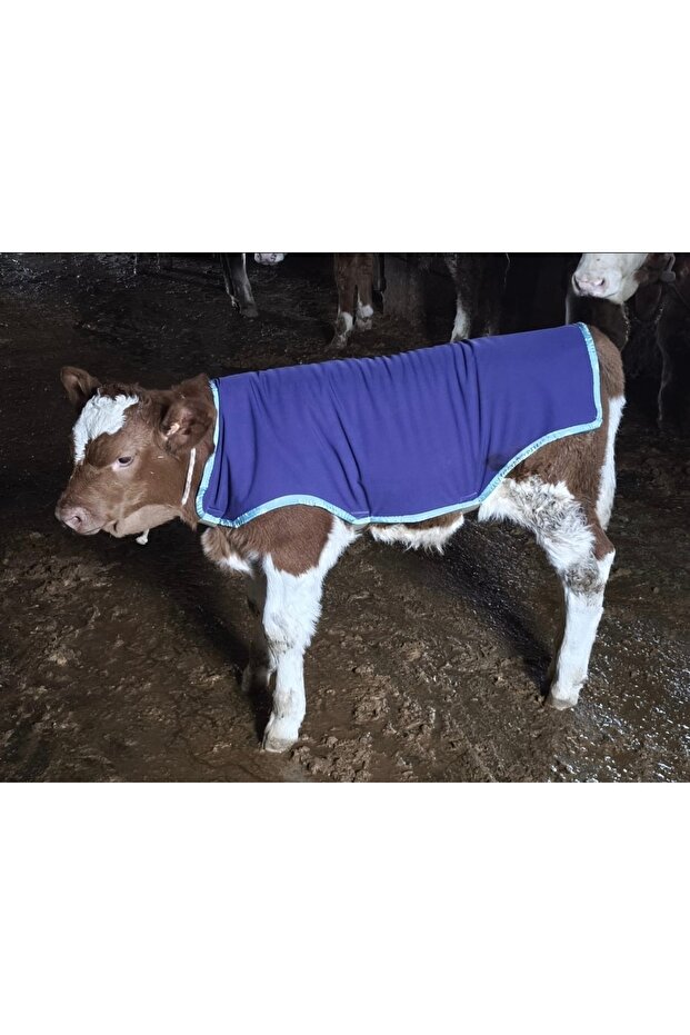 Buzağı battaniye - 2