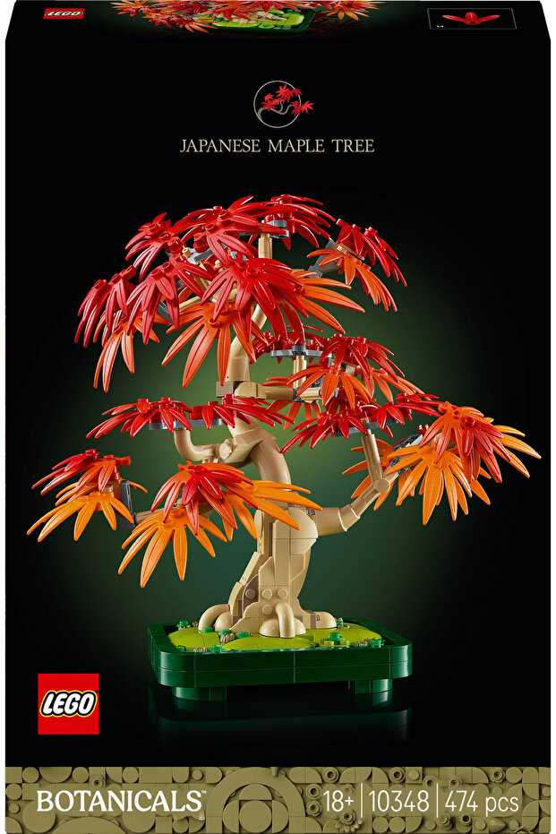 10348 Japanese Red Maple Bonsai Tree - 3