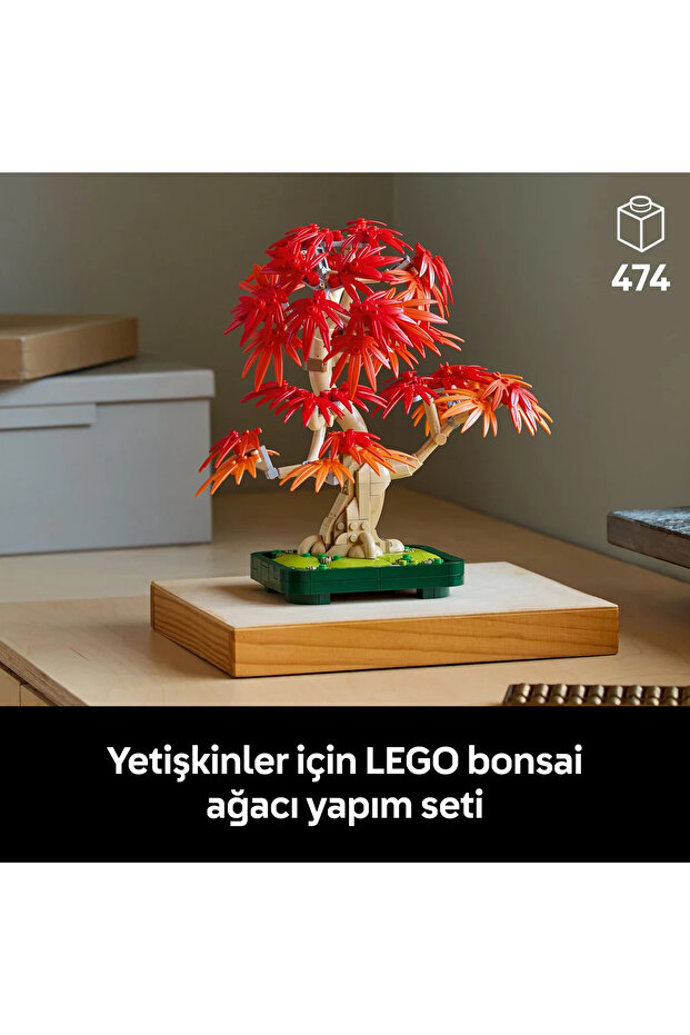 10348 Japanese Red Maple Bonsai Tree - 5