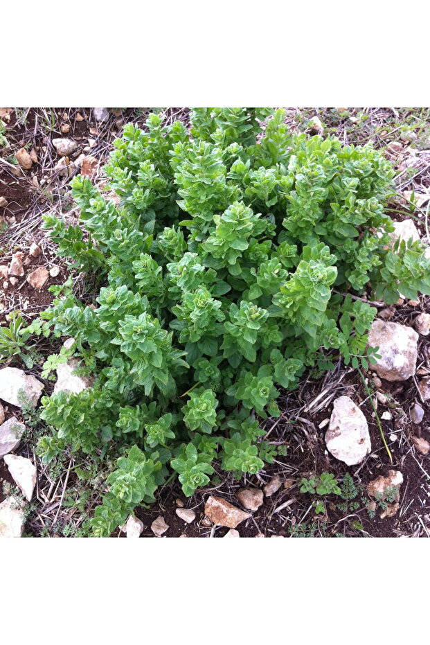 Taze Kekik 25 gr - 1