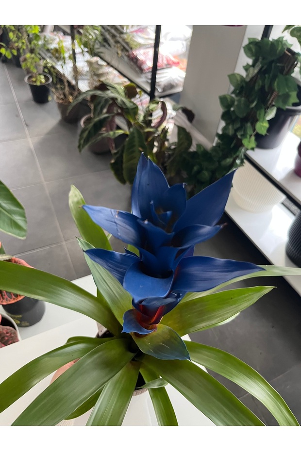 Guzmanya Mavi ithal ( saksı hediyeli) - 4