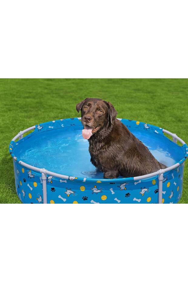 مدرسة فيتشين فن للعب مع الحيوانات الأليفة - 2