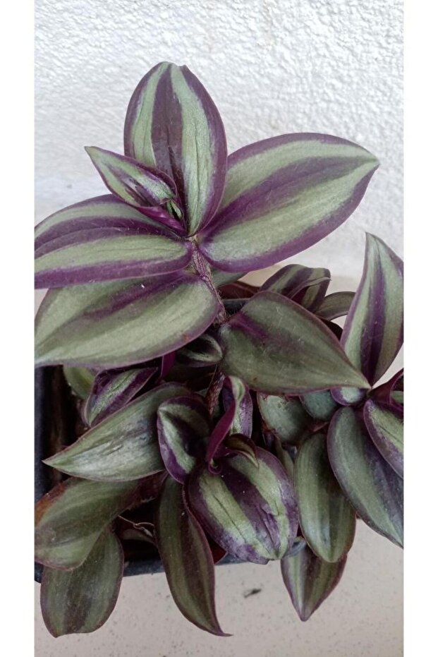 Telgraf Çiçeği - 1