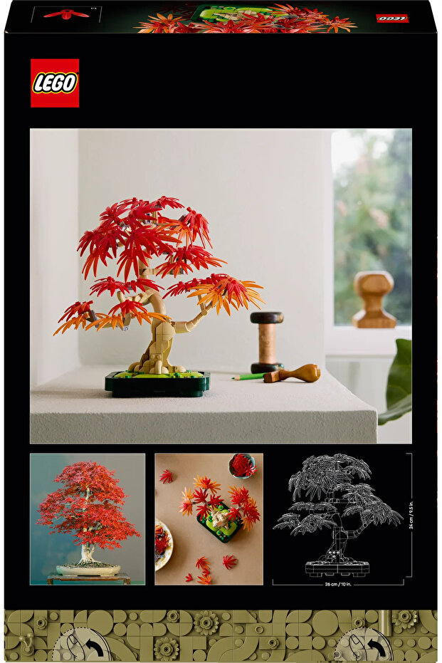 10348 Japanese Red Maple Bonsai Tree - 4