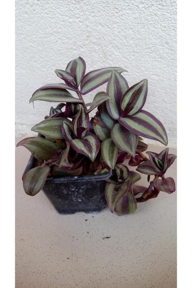 Telgraf Çiçeği - 4