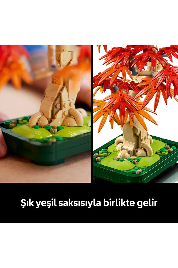 10348 Japanese Red Maple Bonsai Tree - 8