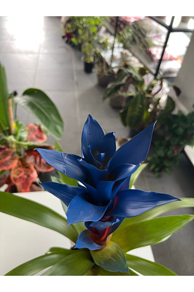 Guzmanya Mavi ithal ( saksı hediyeli) - 3