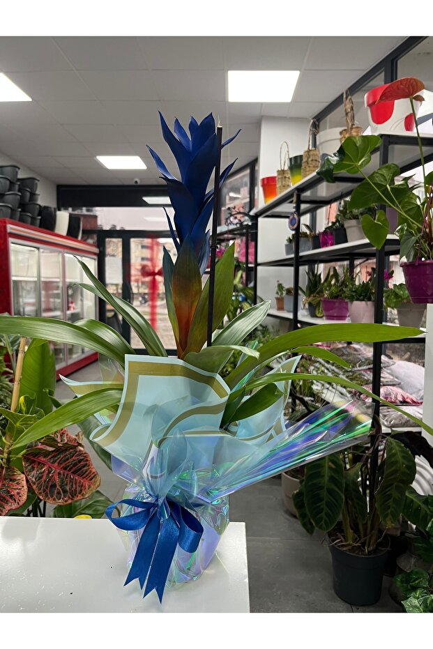 Guzmanya Mavi ithal ( saksı hediyeli) - 2