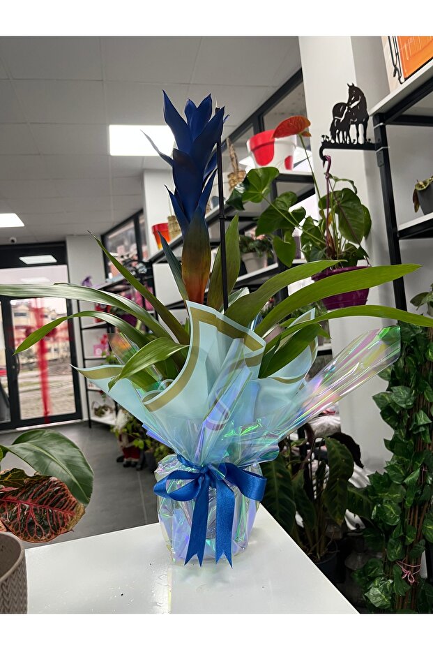 Guzmanya Mavi ithal ( saksı hediyeli) - 1