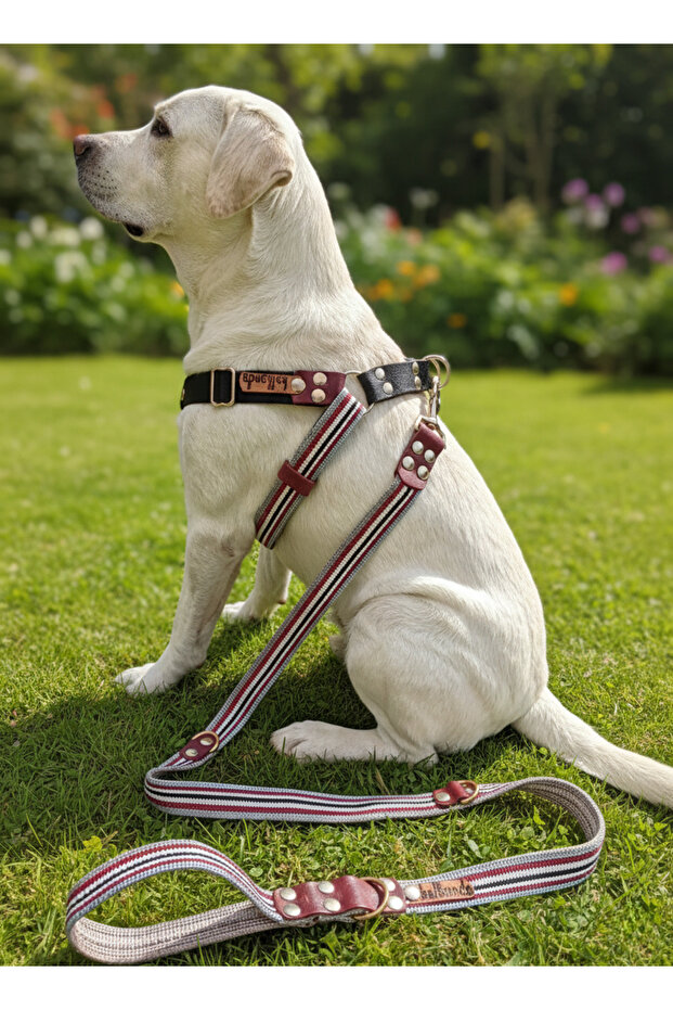 Dog Chest Harness Adjustable and Leash Set of 2 for Large Breeds Multi-Color