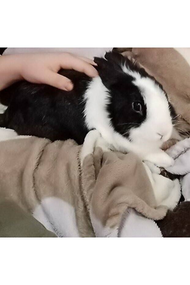 Skateboard Copii - 4