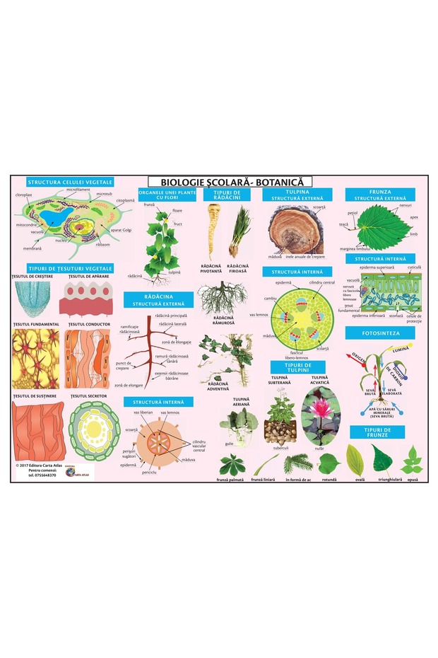 PLANȘĂ BOTANICĂ - A3 PLASTIFIATĂ