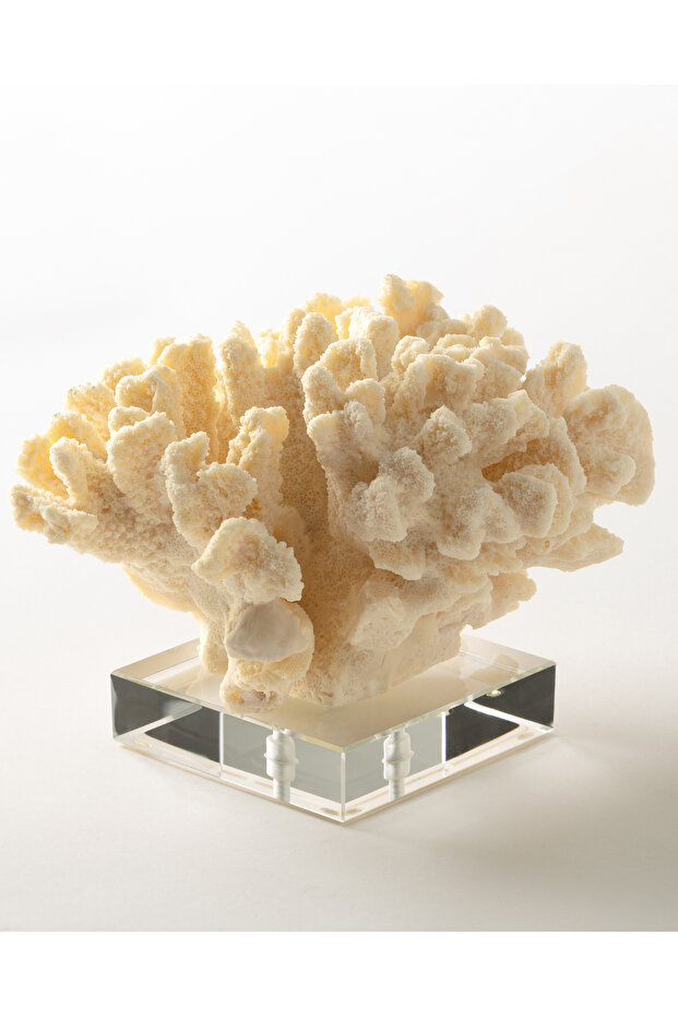 Fleur Biblo - Krem - 4