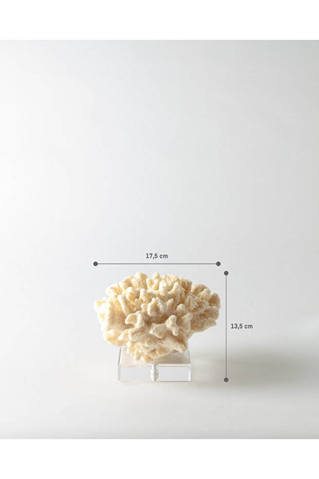 Fleur Biblo - Krem - 5