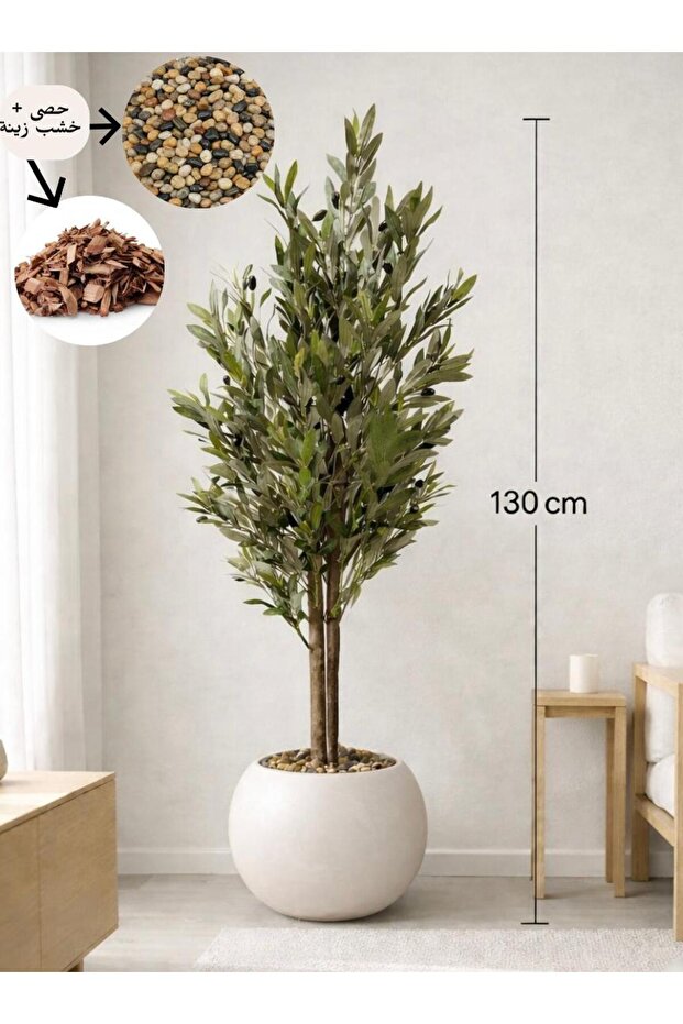 Olive tree with two branches, 130 cm long, in a round, white pot